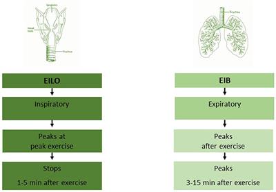 Exercise Related Respiratory Problems in the Young—Is It Exercise-Induced Bronchoconstriction or Laryngeal Obstruction?